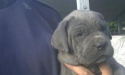 Neopolitan Mastiff. 3 males ($450) 2 feamales (400). Dewormed, cut tail. 1 month old full blooded not registered