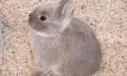 i have 3 netherland dwarf bunnies. They are all bucks. there color is smoke pearl marten and blue silver marten. they can be bought with or without there pedigree. they will come with starter food and a reading care package.