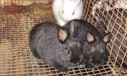 Very small rabbits raised with TLC, Great pet or 4h bunnies. Some broken and solid.