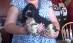 We have 3 males and 2 females left to re-home.
Puppies are 12 weeks
Pure breed Cocker Spaniels with pedigree and full registry papers with a champion bloodline!
Clean bill of health certificate from vet!
Microchiped, docked tails, dew claw removed, all
