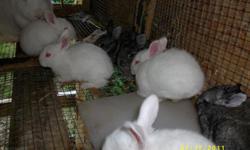 adorable bunnies This litter is Chinchilla/New Zealand mix...whites, greys, blacks.
Comes with 2 days supply food. Bring own cage/box.
ready Aug 3 (5 weeks old) .... Please email if interested. wb1ehq@gmail.com
we usually have bunnies available or on the