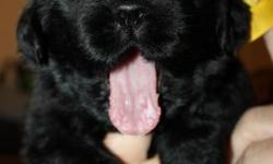 Large bone, champion bloodlines puppies born 6/16/2011, will be ready in August. Taking deposits and applications to qualified homes. These little bears are well socialized and very sweet. Both parents on premises, mother is over 150lbs. Please email or