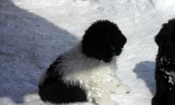 Central n.y.,newfoundland puppies ready for their new homes.Adorable black males with white on chest and landseer girl and boy. Pups are whelped and raised in our country home with family,friends and other pets. They have been vet checked, up to date on