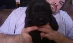 AKC Newfoundland pups. Black - males and females. Ready for new homes mid-February.