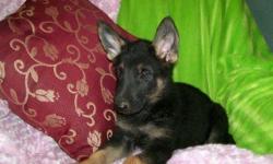Pretty **German Shepherd**; Ears Are Up; Must See; Up To Date Shots And Deworming; German Pedigree Papers; Perfect Family Pet; Must See; We Beat All Prices; 50% Off The Regular Price; Now Only :-$589-Plus; (1) Year Warrantee On Congenital defects; (3)