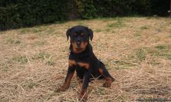 Description male/female.rottweiler puppies for sale.male d.o.b.12/1/2010.female/d.o.b.12/14/2010.
AKC reg. German and Italian champion bloodlines rottweilers.Nice quality Rotts.Pink papers on females mother.Both have very nice pedigrees.Very rich colors