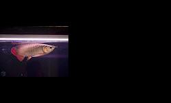 9 to 10 inches super red arowana fishes available at low rates, we also have cross back golden head 10 inches which have good quaities.
these fishes are available at auction sales,
On more details and pictures contact us via email" valency441@hotmail.com
