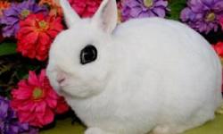 WE HAVE SOME REALLY NICE SHOW QUALITY RABBITS FOR SALE. THEY ALL COME WITH PEDIGREES AND HAVE GOOD BLOODLINES. WE HAVE FLORIDA WHITES, BLACK HAVANAS, CALIFORNIANS, DWARF HOTOTS AND NETHERLAND DWARFS.
WE CATER TO OPEN SHOWS AND 4 H.
PRICES VARY DEPENDING