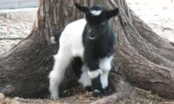 We have Nigerian Dwarf babies. Some have blue eyes. You can see pictures at WWW.LONESTARPYGMY.COM.
Buckings are $75.00 and doelings are $125.00. We update the site as babies are born. We also make goat milk soap. You can order online at