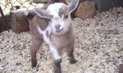 Nigerian Dwarf Goat kids for sale. They are great for showing or as pets. They are AGS registered with champion bloodlines. We are located in NJ. My website is www.littlesleepyhollowfarm.com but new goats are not posted yet/will send email pics. Doe and