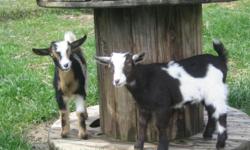 2011 registered pure-bred Nigerian Dwarf kids for sale. Bucks and does available from good milking and show lines. They have lots of color and many have blue eyes. These little goats are great for smaller farms and properties because they are smaller in