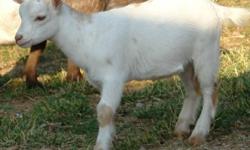 We have two wethered Nigerian Goats for sale.&nbsp; They are both&nbsp;yearlings and have been disbudded.&nbsp; They are up to date on CD&T vaccinations and worming.&nbsp; Very nice, pretty little goats.&nbsp; Astro is white with cream spots.&nbsp; Otis