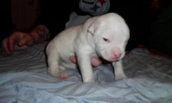 Beautiful, large American Bulldog pups. Champion bloodlines. 4 boys and 2 girls. First shots and wormed. Ready April 1st. Just in time for spring. Call Tricia for more info 432-563-1880. The pics are of pups at 2 weeks. For more pic of pups and parents