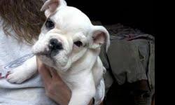 butterbean is a 10 week old nkc reg english bulldog she is current on all vacc and has been dewormed for more info please call 256-572-9993