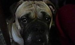 3 yr. old Olde English Bulldog Male, very friendly, loves kids, Not neutered, great watchdog, great family dog. Healthy and UTD on all shots, Will chase cats, would make a great breeder dog as well. Inside home preferred. $700.00 = MAY TRADE FOR FEMALE