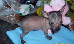 rare 9 week old female ckc reg. C.C. HAIRLESS pups-no shedding, no odor, non-allergenic, quiet -come with ckc reg. papers, food, puppy kits, toy, & health records (deworming & shots)-health guarantee-very small size -born 12-23-10-two small females