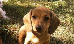 One red dapple dachshund 8 weeks old. Female and does not have her shots yet. $200 cash only. Please call before 5pm. We call her Noodles, she is a very loving puppy! Will deliver to the north area of SA if needed.