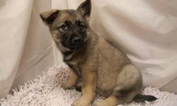 AKC registered female Norwegian Elkhound puppy. $400