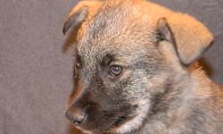 We have several Norweigan Elkhound Females & Males available. We will be making a delivery to your area just in time for the New Year & Holiday season. Why not check out our website at www.thebestpups.com or give us a call at 561-881-3326.
