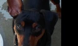 Canine Safe Harbor would like you to meet Novembers "Best Friends of the Month"Wynn and Bill. Wynn is a young male Miniature Pinscher who came to us from an AKC Breeder along with is 2 brothers. His brothers have found their new homes now its Wynn`s