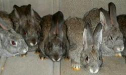 ??Bunnies!?
I have 6 rabbits from the litter King's Auction (New Zealand) had of Sham's (half American Chin) kits on May 8. There are 4 bucks (3 Chin & a Silver) and 2 does (a Chin & a Silver). These have been available since July 8th, when they were 2