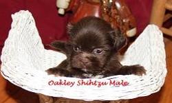Oakley is a cute little liver male Shih-tzu with a white chest.&nbsp; He was born November 12, 2012.&nbsp; Mom and dad both have great personalities.&nbsp; Up to date on shots and dewormed.&nbsp; He will come CKC Registered with a written health