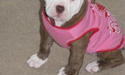 Female Old English Bulldog puppy. 3 months old, registered with the NBA