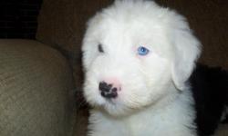 OLD ENGLISH SHEEPDOG PUPPIES... 6 WEEKS OLD. READY TO GO AFTER NOVEMBER 30,2010.. 1 FEMALE AND 2 MALES LEFT OUT OF THE LITTER. WE OWN BOTH THE MOTHER AND THE FATHER HERE ON OUR FARM. THE PUPPIES ARE RAISED IN OUR HOUSE WITH OUR THREE CHILDREN. PLAYED WITH
