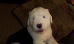 ONE MALE OLD ENGLISH SHEEPDOG PUPPY.. READY TO GO NOW. WE LIVE ON A SMALL FARM. OWN BOTH THE MOTHER AND THE FATHER HERE.VERY SOCIAL AND LOYAL DOGS. THESE PUPPIES ARE RAISED IN OUR HOME AND PLAYED WITH DAILY.HE IS STARTED ON PURINA PUPPY CHOW AND POTTY