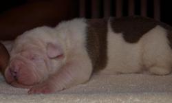 Olde English Bulldogge puppies born March 12, 2011. Ready for new homes May 7, 2011. Vet checked, tails docked and dew claws removed. Will work with potential buyers
