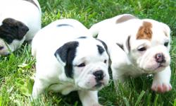 Adorable Olde English Bulldogge puppies. 3 male/ 2 female. $1000 includes vet ck, 1st shots, de-wormed and reg. Big bully heads and wide chest. These are Olde English Bulldogges, not English Bulldogges. Olde English are healthier, and free breeders and