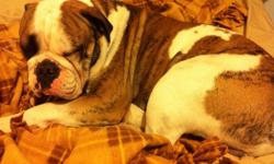 We have 7 Olde English bulldogge puppies for sale. 4 female and 3 male. They are CKC and IOEBA certified. The sire Titan is 90 pounds solid muscle, loving and friendly, excellent with children. The dam Roxi is our little baby of the family she is lovable,