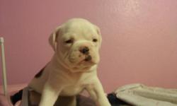 OLDE ENGLISH BULLDOG PUPPIES 4 SALE!! 3 FEMALE 4 MALE. I.O.E.B.A. REGISTERED.TAILS DOCKED.HAVE FIRST SHOT. THEY HAVE BIG HEADS LOTS OF WRINKLES. WE ARE I.O.E.B.A. REGISTERED KENNEL. PUPPIES ARE READY NOW. PLEASE CALL 661-264-1633, 661-618-8408, OR