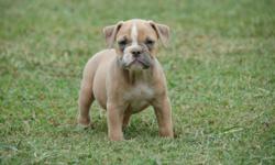 OLDE ENGLISH BULLDOGGE PUPS 7 WEEKS&nbsp; REG WITH IOEBA&nbsp; AND UTD ON VACCINES SEE MORE AT WWW.SUNDOWN-KENNELS.COM OR CONTACT HEATH --