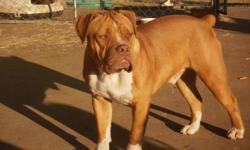 Diesel is a awesome 1 year old muscular stud! He is a proven awesome producer and has a WONDERFUL playful and gentle temperment. He is extremely docile with children and gets along great with other dogs. He is IOEBA registered Olde English Bulldogge and
