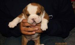 Pups will be reg. IOEBA, current on shots and deworming, call or email for more info silvasbullies@gmail.com/5616883500