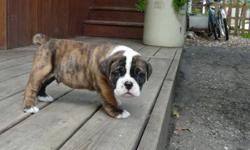 Description
Description
The Dam is from Blacksmith Kennel and the Sire is out of Kangpen Kennel. The pups are registered with OBBA (Olde Bulldogge Breed Association) And will be wormed and up to date with shots when ready to go. The puppies have it all as