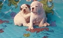 Olde English Bulldogge puppies, six weeks, serious inquires
