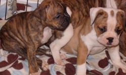 Fast learners, they dont require alot of excercise & they are great with kids!!! Vet checked....up-to-date shots....
IOEBA REGISTERED
Please visit the website http://www.granturismobulldogges.webs.com for pics!!!