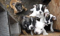 olde english bulldogge pups ready for a good home. Vet checked shots, dewormed and adorable