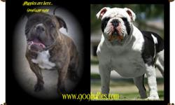 We have a beautiful litter of puppies. This pups are very bully and massive. We are now accepting deposits to hold a pup. All of our puppies come with health guarantees. Feel free to contact us at (561)848-2513WWW.909BULLIES.COM