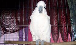 Older (36 year old) Mollucan Cockatoo. I am 2nd owner...I got him in 07. He is not a screamer...but Mollucans are LOUD...and he vocalizes during the day, and I recently started working third shift. My asthmatic daughter also just moved back home, and
