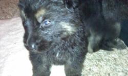 AKC German Shepherd pups, German Bloodlines, Parents on site
Shots and Wormed Dec. 12. Ecellent Family dog. Exellent around Cats and children under 2.
Mostly black with a little silver.
Asking $400 with $100 deposit OR BEST OFFER!!!!
Huntington, IN
Email