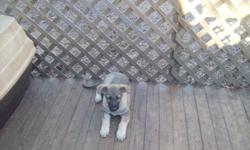 We have one AKC Female German Shepherd Pup Left For Sale. She will be 13wk.old Saturday. She is silver/sable and had all baby shots and deworming.She is very good with children and people. She is $500.00 Cash Only!! Interested Buyers call 704-537-5127.Dad