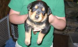 One beautiful female purebred rottweiler puppy left! She has had her tail docked, and dewclaws removed. She was born June 22,2011. She will have her final vet checkup, shots and deworming on Aug. 28,2011 and be ready to go! Both parents are our personal