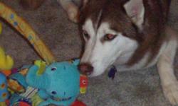 About one year old red Husky she is a complete sweet heart. She is really great with older kids I just feel she is a little to hyper to be around my 5 month old, But she is really gentle with her. I am looking to put her in a good home preferably with a