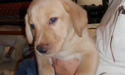 We have 1 adorable male yellow labrador retriever puppy left for sale out of a litter of nine! He is lovable, calm and healthy! AKC registered; first shots; deworming; dew claws removed. Ready to go January 17th!