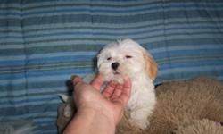 one female tri color very sweet little girl finish weight around 5-6 lbs. $300
Dad is AKC Maltese Mom is morkie.First shot and worming is done.She is are 11 weeks old.started on puppy pad's
She is beautiful you will not be disapointed.
Pic's taken