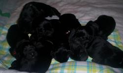 I have 1 beautiful black lab puppy looking for a good home. He is a male that was born on 2-16-2011. He is very active with my three young children and his parents which are on site. He has had his dew claws removed, is up to date on his shots and is