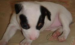 Only is a female ckc registered mini natural bob tail tri color type A rat terrier. Dam is a mini tri color type B tuxedo natural bob tail and sire is a mini tri color tuxedo type A. She will have all shots and wormings and can fly Delta Air for an added